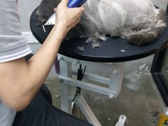 -PETKIT 小佩宠物·低压洗护·美容·寄养(安远店)