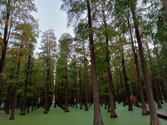 -渌洋湖湿地公园