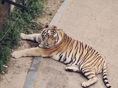 -大连森林动物园