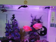 -龟与熊猫宠物公园(南坪店)