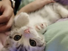 -欣宠猫屋·矮脚拿破仑·蓝金金渐层