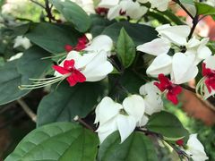 景点-瑞丽独树成林风景区