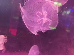 -苏州海洋馆