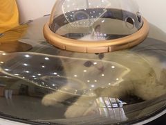 -瑞鹏宠物医院·骨科·猫科·内科(第一中心)