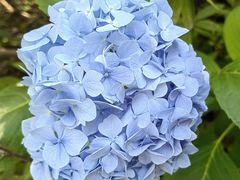 -上海滨江森林公园