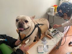 -北京观赏动物医院·24小时大型综合·猫专科·异宠专科