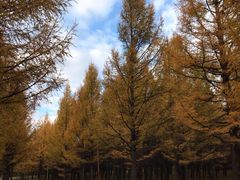 -塞罕坝国家级自然保护区