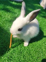 -萌宠亲子动物乐园(槐房万达店)