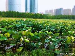 -艾溪湖湿地公园