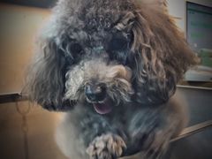 -PETKIT小佩宠物·低压洗护(国顺东路店)