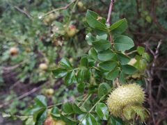 -灌县老妈砂锅串串(总店)