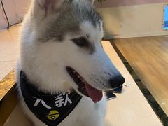 -Husky Go! 哈士奇体验馆·宠物咖啡厅狗咖