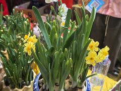 -越秀西湖花市(广州城市广场花卉店)