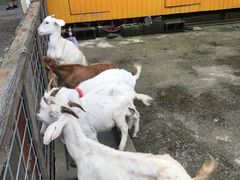 -前小桔亲子创意农场·草莓采摘·露营烧烤