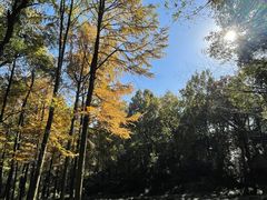 -九曜山