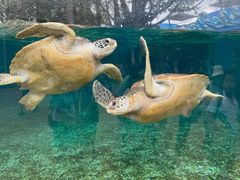 -广州海洋馆