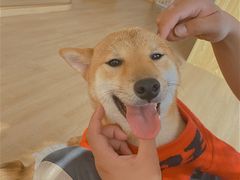 -南京Hallo宠物乐园·哈罗犬舍·柴犬繁育基地