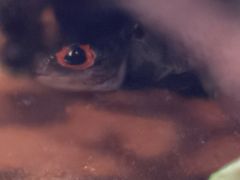 -暹罗海洋世界