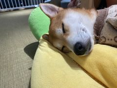 -逗柴咖啡屋·狗咖猫咖宠物桌游