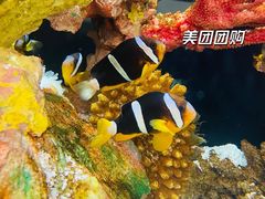 -上海海洋水族馆