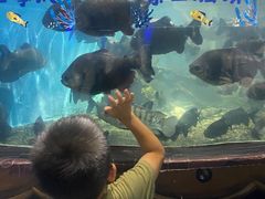 -沙沙哗啦海洋馆(华宇百花谷店)