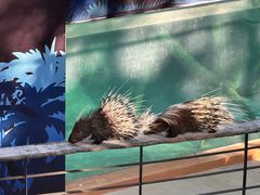 -清迈夜间动物园