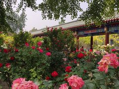-莲花池公园