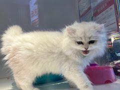 -龟与熊猫宠物公园(南坪店)