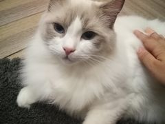 -酷豆宠物咖啡·宠物美食·撸猫馆