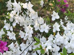 -旭宝高尔夫俱乐部