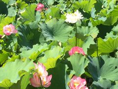 景点-承德避暑山庄景区