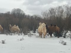 -塞罕坝国家级自然保护区