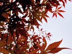 -广州市帽峰山景区