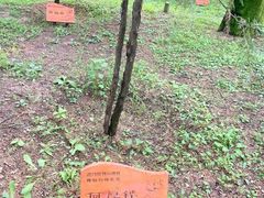 -黄帝陵