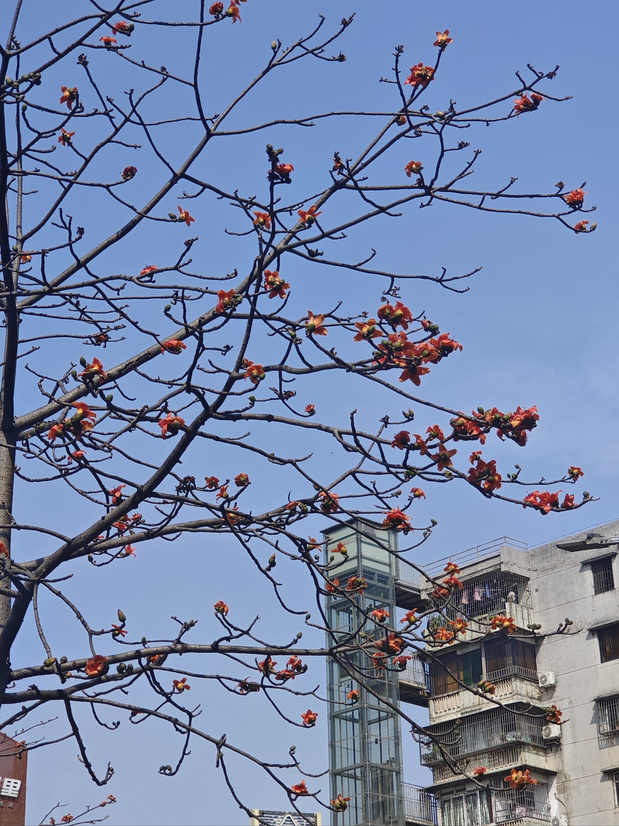 三月木棉树开花