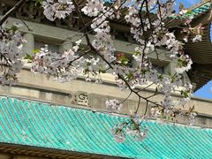 -武汉大学-樱园