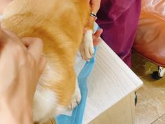 -A猫a狗全科·犬猫异宠·芥西宠物医院(南开总院)