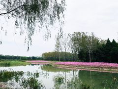 -溱湖国家湿地公园