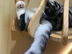-猫和宫(六道口店)