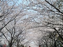 -高东镇樱花园