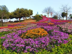 -东莞植物园
