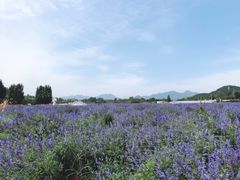 -北京东方普罗旺斯薰衣草庄园