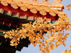 -故宫博物院(故宫)
