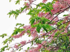 -深圳国际园林花卉博览园