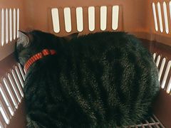 -瑞派康怡24h宠物医院·犬猫医疗中心·微创绝育(瑞景分院)