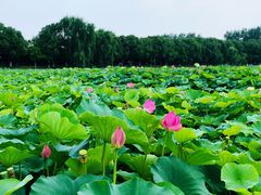 -荷塘月色湿地公园·向阳花洲