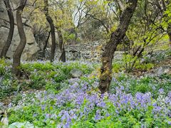 -鹫峰国家森林公园