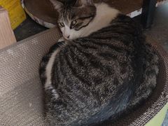 -牟记江湖重庆地标特色菜鱼蛋海鲜羊蝎子(巴南区黑金冠十多年好店)