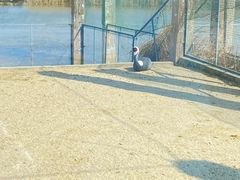 -盐城丹顶鹤湿地生态旅游区