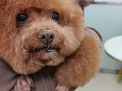 -宠福鑫康馨动物医院·骨科·眼科